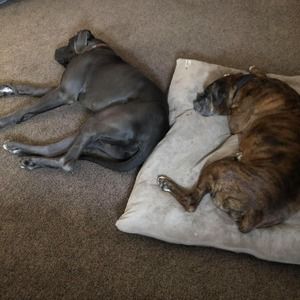 Meet your Posher, Amber